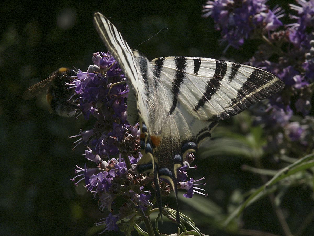 Iphiclides podalirius